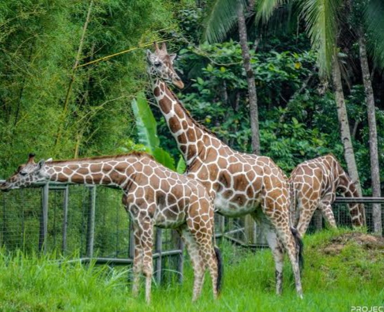 Cebu Safari Adventure Park Tour Package